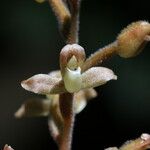 Goodyera rubicunda Flower