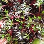 Saxifraga fragilis পাতা