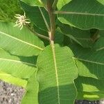 Asclepias purpurascens Leaf