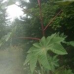 Ricinus communisبرگ