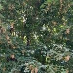 Acer pseudoplatanus Агульны выгляд