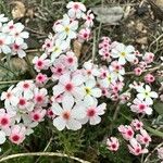 Androsace villosa Цветок