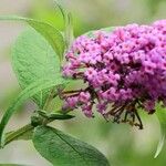 Buddleja japonica Feuille