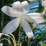 Crinum moorei Blomst