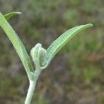 Andryala integrifolia Folha