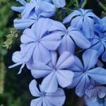 Plumbago auriculata花