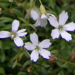 Heliosperma pusillum फूल