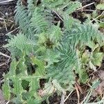 Cirsium erisithales Habitat