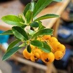 Pyracantha crenulata Fruit