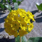 Abronia latifolia Flower