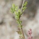 Daucus durieua Other