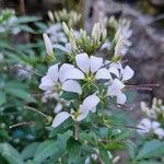 Cleome gynandra花