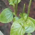 Peperomia pellucida Ліст