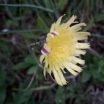 Pilosella officinarumFlower