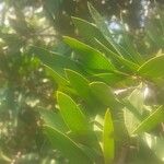 Leucadendron argenteum Leaf