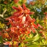 Ceratopetalum gummiferum Fruto