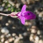 Lathyrus angulatus Blüte