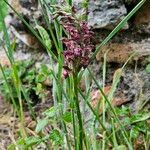 Anacamptis coriophora Květ