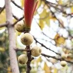 Ficus virens Frukt