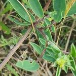Anthyllis vulneraria Deilen