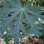 Carica papaya Feuille