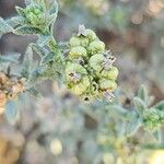 Heliotropium bacciferum Fruit