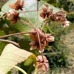 Dombeya erythroclada Fruit