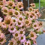 Chrysanthemum x grandiflorum Habit