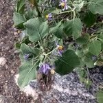 Solanum pubescens Çiçek