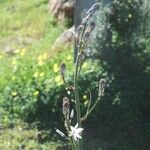 Asphodelus fistulosus 形態