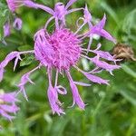 Centaurea nigrescensBlüte