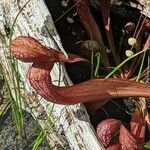 Sarracenia psittacina Yaprak