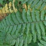 Cyathea arborea Hoja