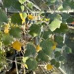 Populus × canescens Ліст