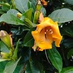 Solandra maxima Blüte