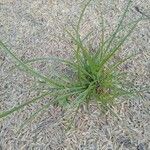 Cyperus rotundus 葉