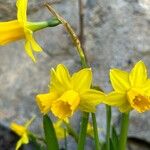 Narcissus cyclamineus Kwiat