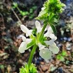 Stachys spinulosa Blodyn