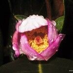 Rhodomyrtus locellata Цветок