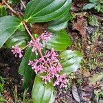 Medinilla speciosa Virág