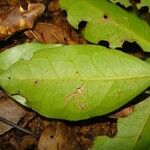 Hedycarya cupulata Blad