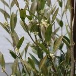 Phillyrea angustifolia Blodyn
