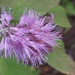 Elsholtzia stauntonii Flor