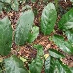 Diospyros polystemon Yaprak
