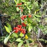 Ilex vomitoria Плод