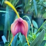 Masdevallia veitchiana Fleur