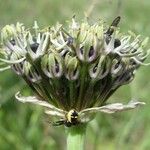 Allium cyrilli Floare