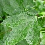 Malva thuringiaca Leaf