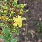 Hypericum tetrapterum Flower