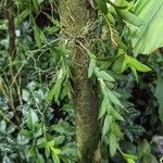 Dendrobium terminale Habit